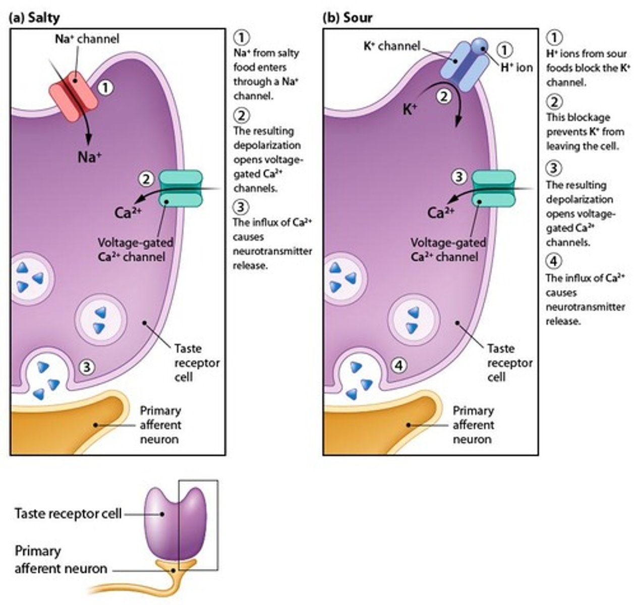 <p>They respond to Na+ ions, which are associated with salty tastes.</p>
