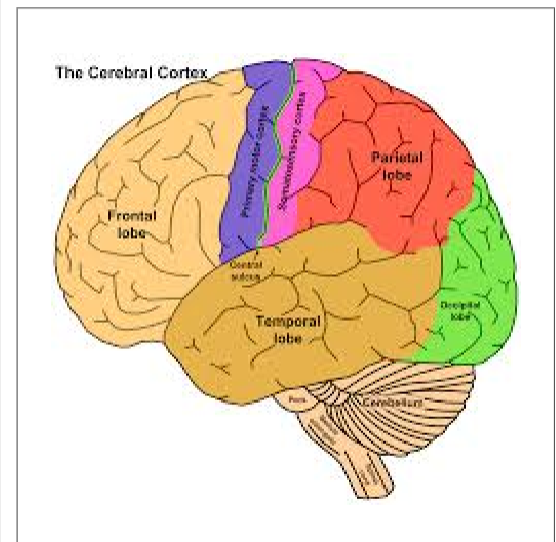 <p>intricate fabric of interconnected neural cells that covers the cerebral hemispheres. body’s ultimate control and information processing center</p>