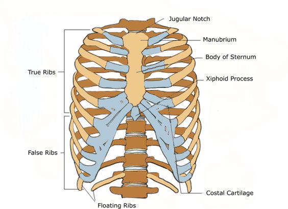 rib cage 