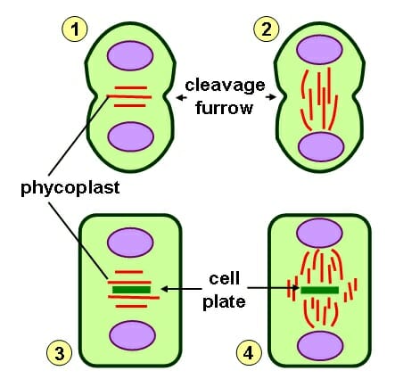 <p>A temporary indentation that forms during cell division in animal cells. It marks the site where the cell will eventually separate into two daughter cells. ormed by the contraction of a ring of actin and myosin filaments, which gradually deepens until the cell is divided.</p>