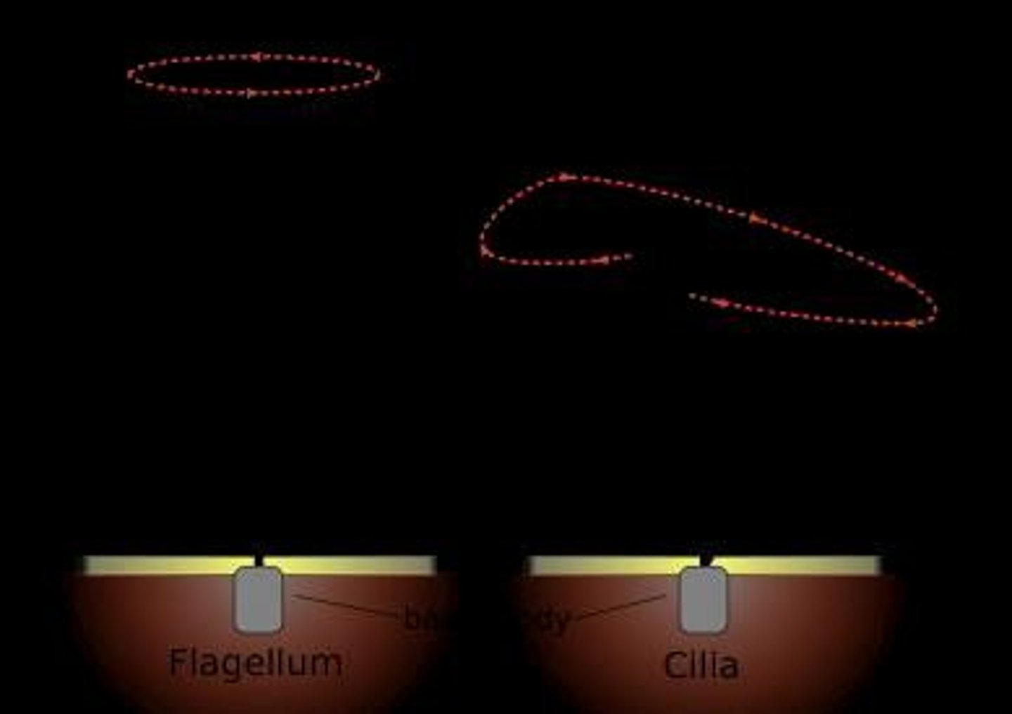 <p>Short organelles that beat rhythmically to move fluid or secretions across the cell surface.</p>