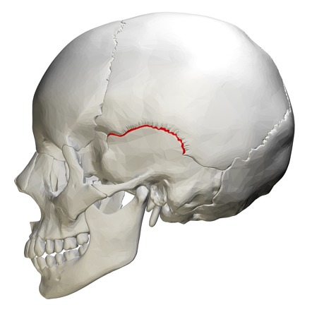 divides temporal and parietal