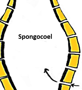 <p>the area inside the sponge</p>