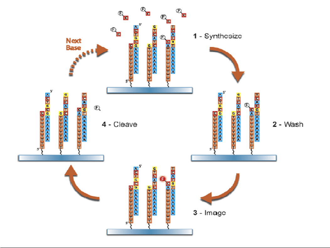 <p>Synthesize → wash → image → cleave → repeat with next base</p>