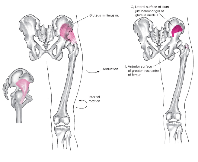 Lateral 

Origin: lateral ilium, below gluteus medius 

Insertion: Greater trochanter 

Action at hip: abduction, flexion, internal rotation 

Action at pelvis: anterior pelvic rotation, lateral tilt

Used in walking, maintains proper hip abduction while running  