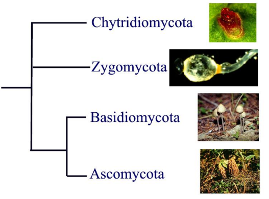 <ul><li><p>Compartmentalized mycelium </p></li><li><p>Dikaryotic Stage (But it is extended in Basidiomycetes) </p></li><li><p>Specialized Spore producing tissues. (The hymenium) </p></li><li><p>Production of conidia (though this is rare in Basidiomycota) </p><p></p></li></ul><p>The two groups very likely derive from a common ancestor</p>