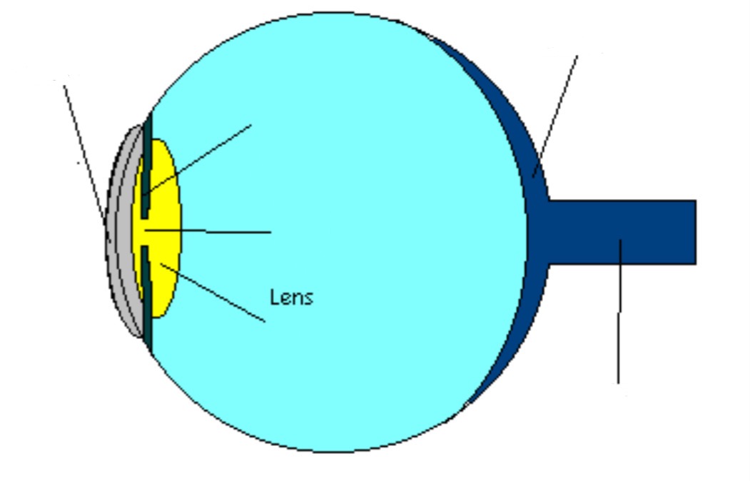 <p>Part of eye; focuses incoming light on retina (contacts/glasses assist the lens)</p>