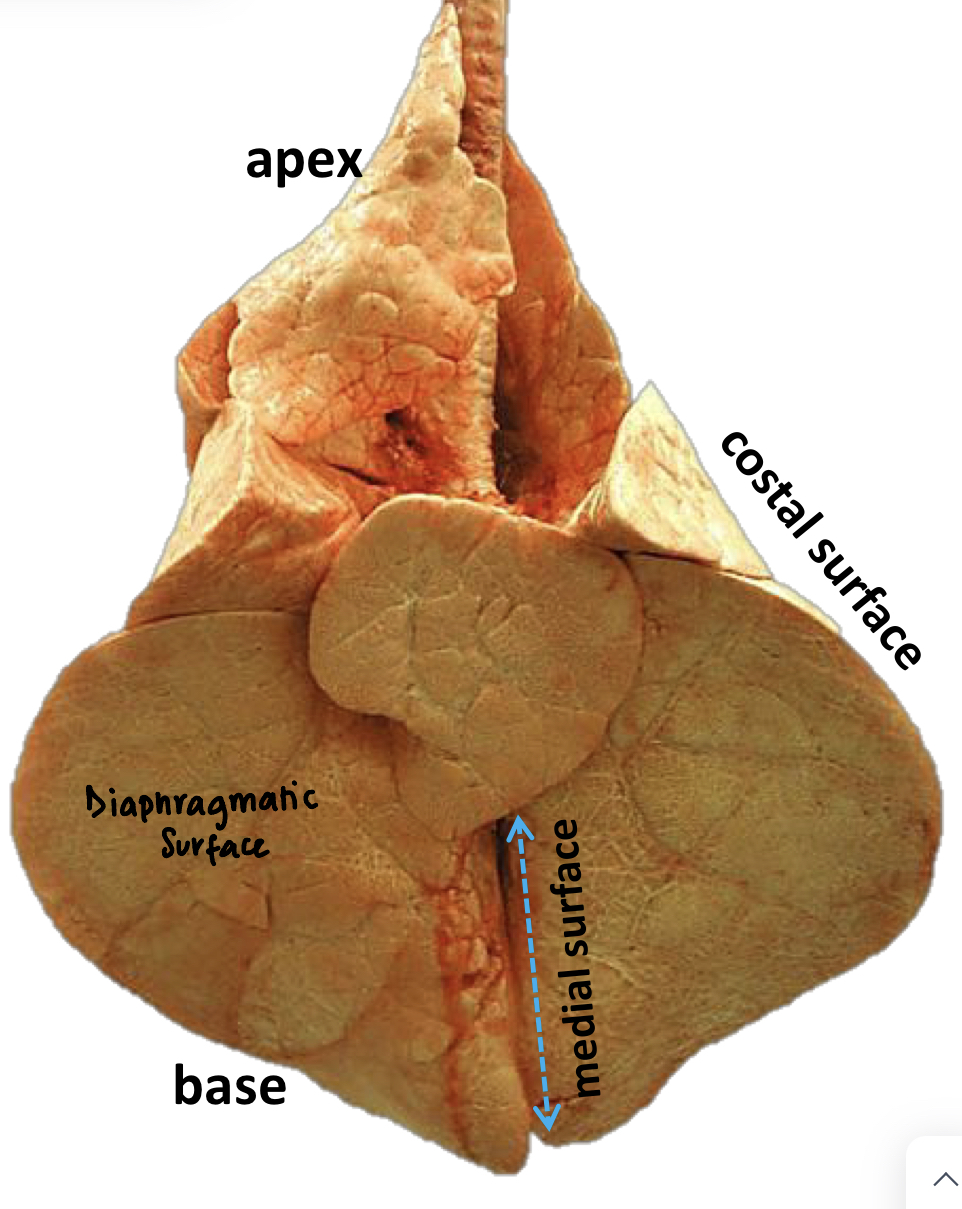 <p>The lungs have <span style="color: #ff00fe"><strong>3 surfaces</strong></span><strong>:</strong></p><ul><li><p><span style="color: #ff00fe"><strong>Coastal surface </strong></span></p></li><li><p><span style="color: #ff00fe"><strong>Medial surface</strong></span></p></li><li><p><span style="color: #ff00fe"><strong>Diaphragmatic surface </strong></span></p></li></ul><p></p>