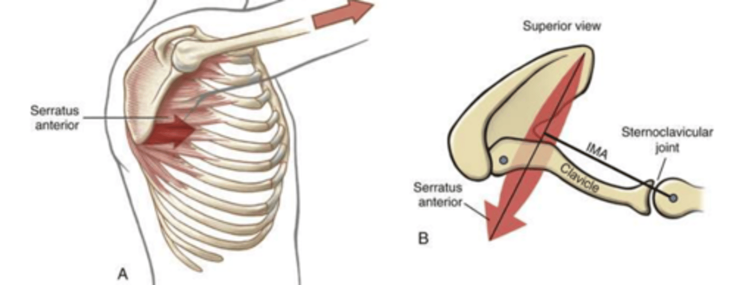 <p>Serratus Anterior, Pectoralis Minor and Major</p>
