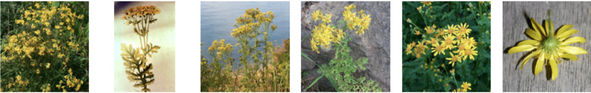 <p>pyrrolizodine alkaloid (liver disease 2ndary photosens)</p>