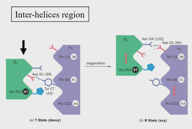 <ul><li><p>The beta2 region shifts by one turn along the alpha1 C-helix</p><ul><li><p>Notice the His FG4 side chain fits in the grooves of the alpha1 chain, before and after the transition.</p></li></ul></li></ul><p></p>