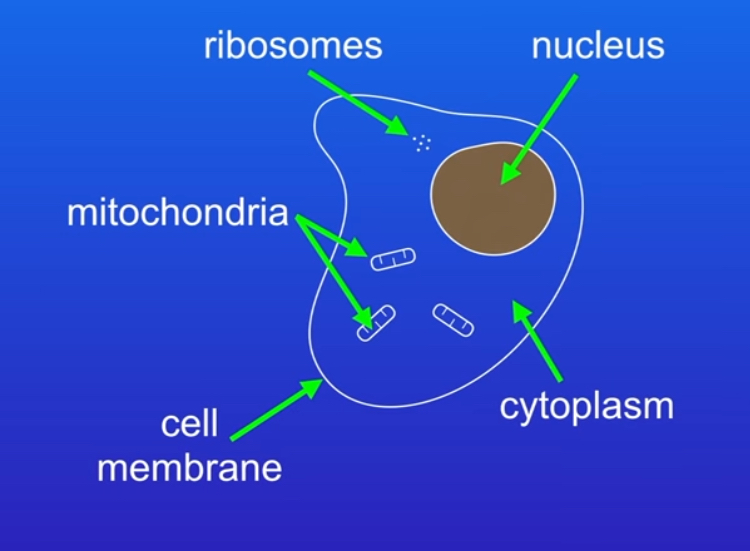 Nucleus

Cytoplasm 

Cell membrane 

Mitochondria 

Ribosomes 
