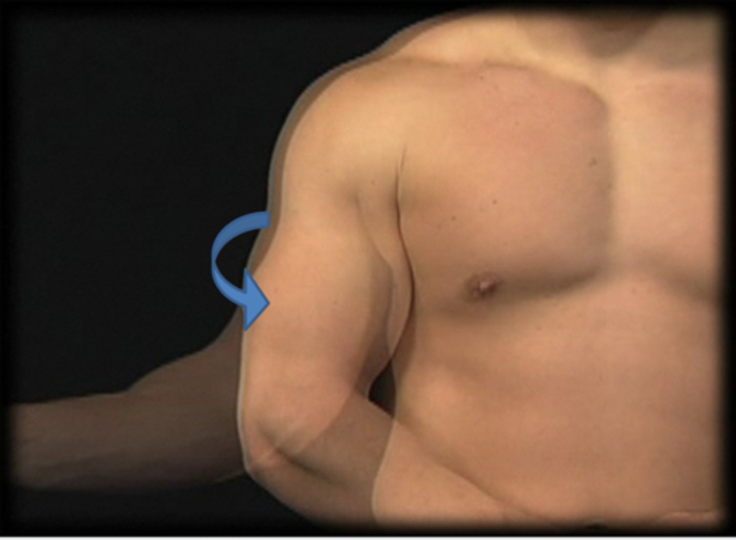 <p>Identify the action indicated by the arrow.</p>