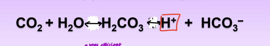 <ul><li><p>hemoglobin releases H+ ions upon binding O2</p></li><li><p>tissues are actively metabolizing = more CO2 = bicarbonate produced from H+ ions</p></li><li><p>pH decreases = reduce Hb affinity for O2</p></li><li><p>catalyzed by carbonic anhydrase = decreased pH of actively metabolizing tissues results in enhanced release of O2 from Hb</p></li></ul><p></p>