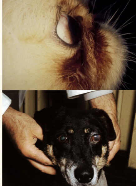 <p><span style="font-size: calc(var(--scale-factor)*21.06px)">cause of corneal ulcer?</span></p>