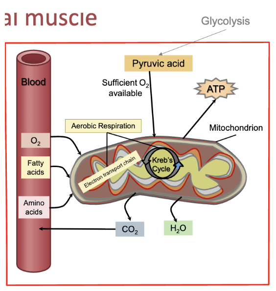 <ul><li><p><strong>multistep reaction</strong></p></li><li><p><strong>requires oxygen (O2) and mitochondria</strong></p></li><li><p><strong>converts 1 glycose to 36 ATP</strong></p></li><li><p><strong>converts fatty acids to ATP</strong></p></li><li><p><strong>converts amino acids to ATP</strong></p></li><li><p>phosphorylation of ADP occurs in mitochondria</p></li><li><p>multi-enzyme pathway that requires O2</p></li><li><p>initially (first 5-10 mins of activity), glucose from glycogen is the major fuel</p></li><li><p>next 30 mins, blood borne glucose and fatty acids contribute fuel, eventually giving way to mostly fatty acids</p></li><li><p>powers extended periods of muscle activity</p></li></ul><p></p>
