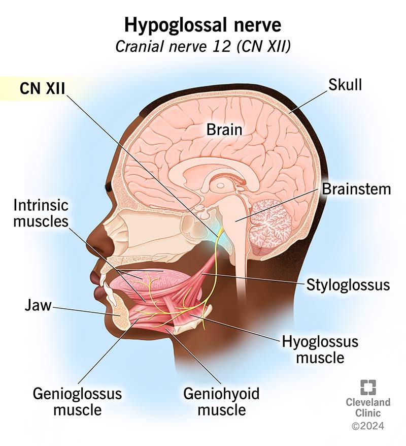 <p>Hypoglossal</p><ul><li><p>MOTOR</p></li><li><p>passes through <strong>hypoglossal canal</strong></p></li><li><p>tongue movement</p></li></ul><p></p>