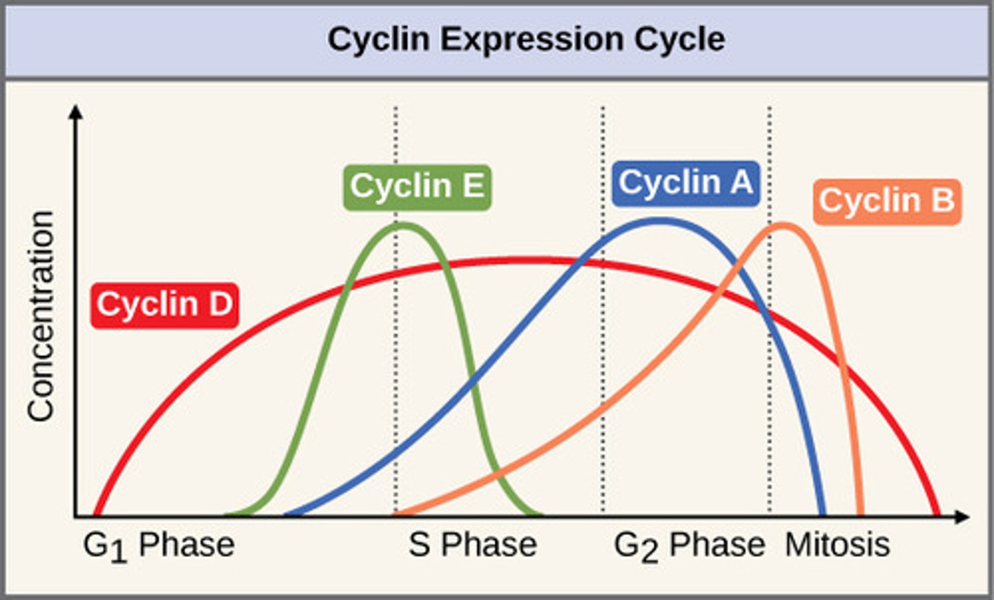 <p>Varying levels of different cyclins in each stage</p>