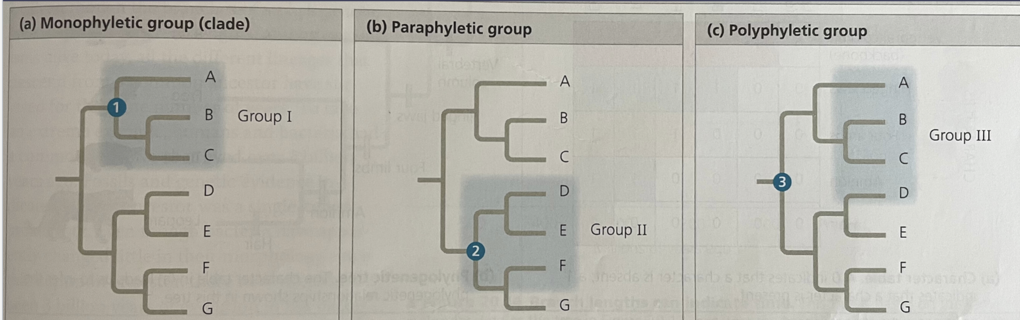 <p>composed of some but not all members descending from a common ancestor</p>