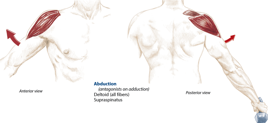 <p>Deltoid (all fibers), supraspinatus</p>