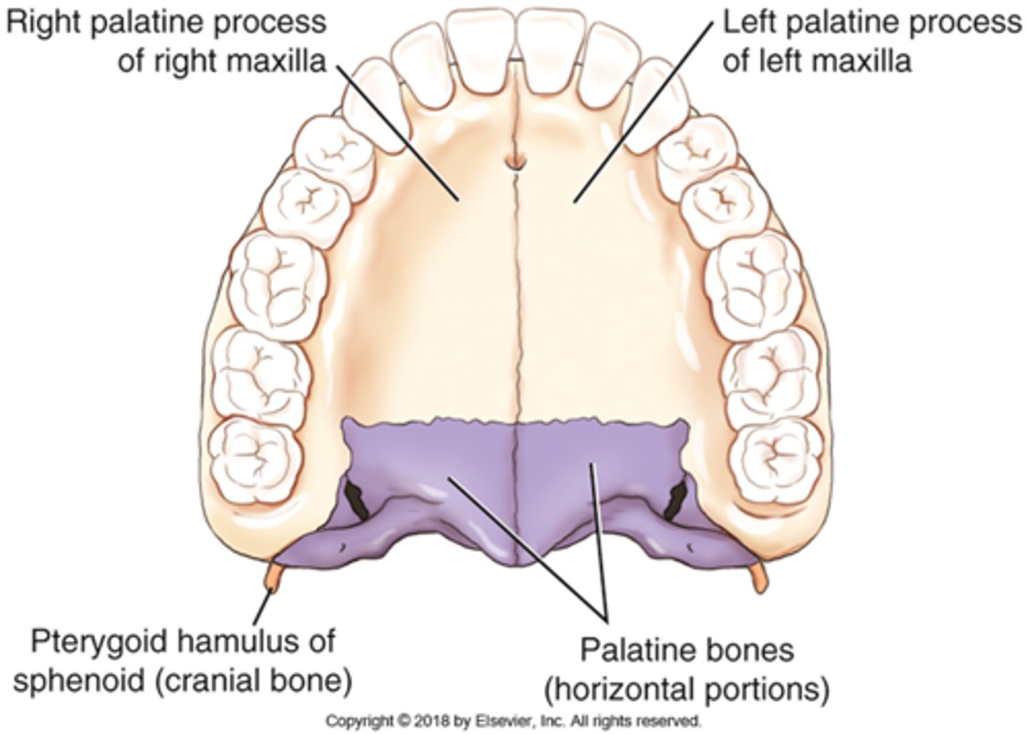 <p>C) Maxilla</p><p>pg. 390: the fourth process of each maxillary bone is the palatine process, which can be demonstrated only on an inferior view of the two maxillae. The two palatine processes form the anterior portion of the roof of the mouth called the hard, or bony, palate.</p>