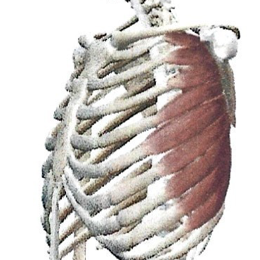 <p>Dentelé Antérieur </p>