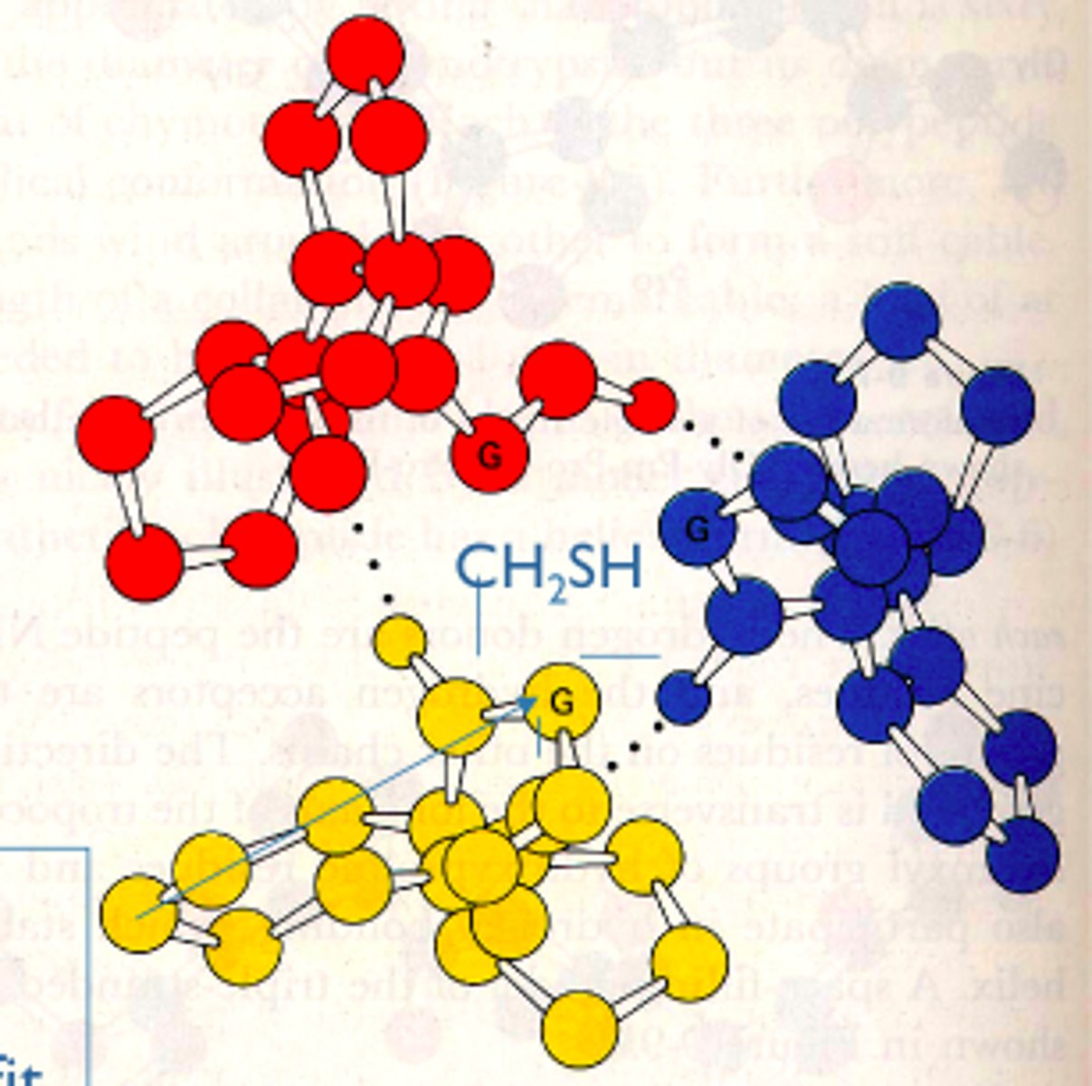 <p>Osteogensis imperfecta or brittle bone disease: genetic disorder where glycine side chain had mutated to cysteine - which has too many atoms to find inside the helix (cannot fit), making it unstable (H bond and helical arrangement disrupted). This mutation is lethal.</p>