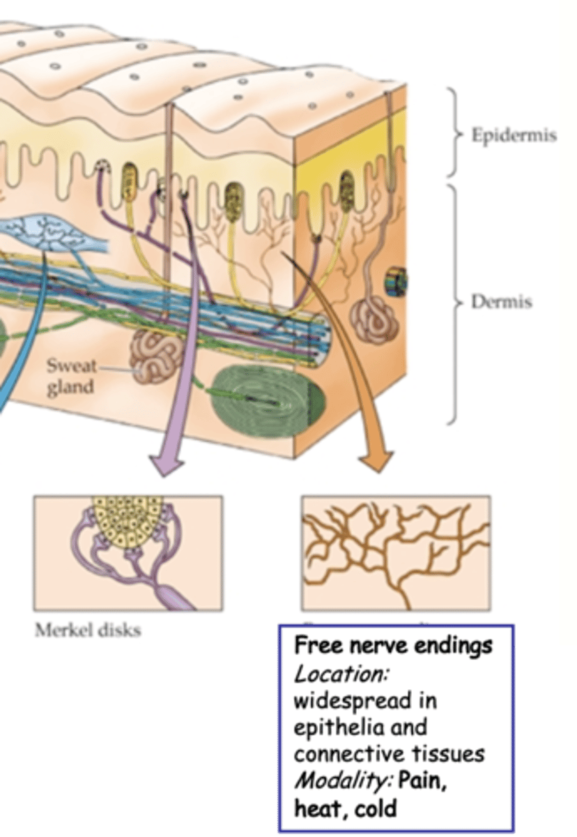 <p>Afferents with free nerve endings are classified according to what 3 things?</p>