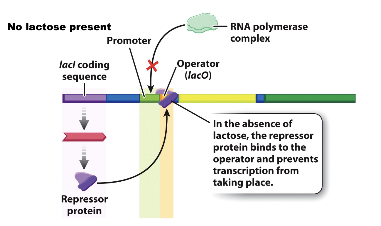 <p>located near the operon and encodes the lac repressor protein</p><ul><li><p>expressed constitutively at a low level</p></li><li><p>in the absence of lactose, the repressor binds the operator, and consequently RNA pol is not recruited to the promoter </p></li></ul><p></p>