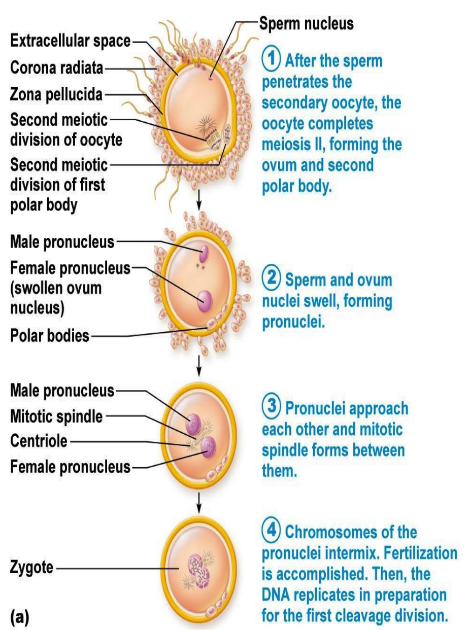 <p><strong>Fertilization</strong></p><ul><li><p>After fertilization</p><ul><li><p>egg undergoes cell divisions (G1, S, and G2 phases) to form the female _____</p></li><li><p>while the sperm undergoes interphase to form the male _____</p></li></ul></li><li><p>Which merge and divide through _____ and cytokinesis to form a two-cell embryo.</p></li></ul>