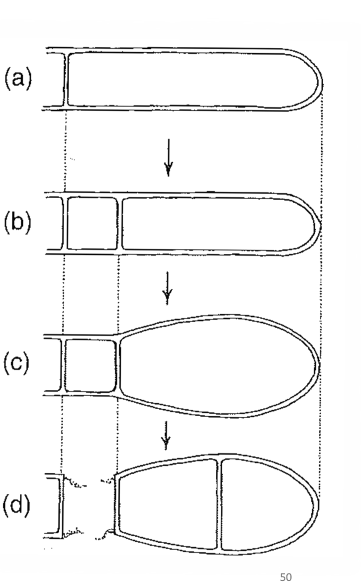 Terminal hyphal segment cut off by septum
A second septum is formed near the first cutting off the separating cell
The terminal cell enlarges
The separating cell collapses and the condiia release