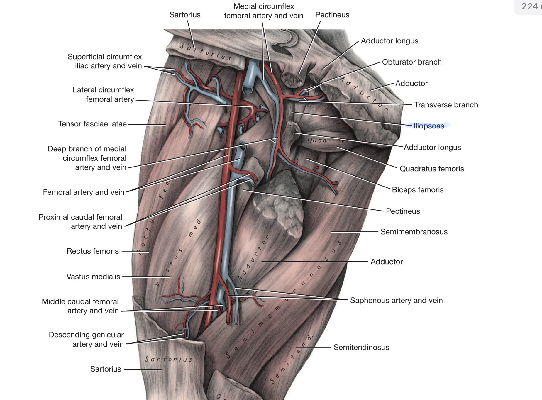 <p>Iliopsoas</p>