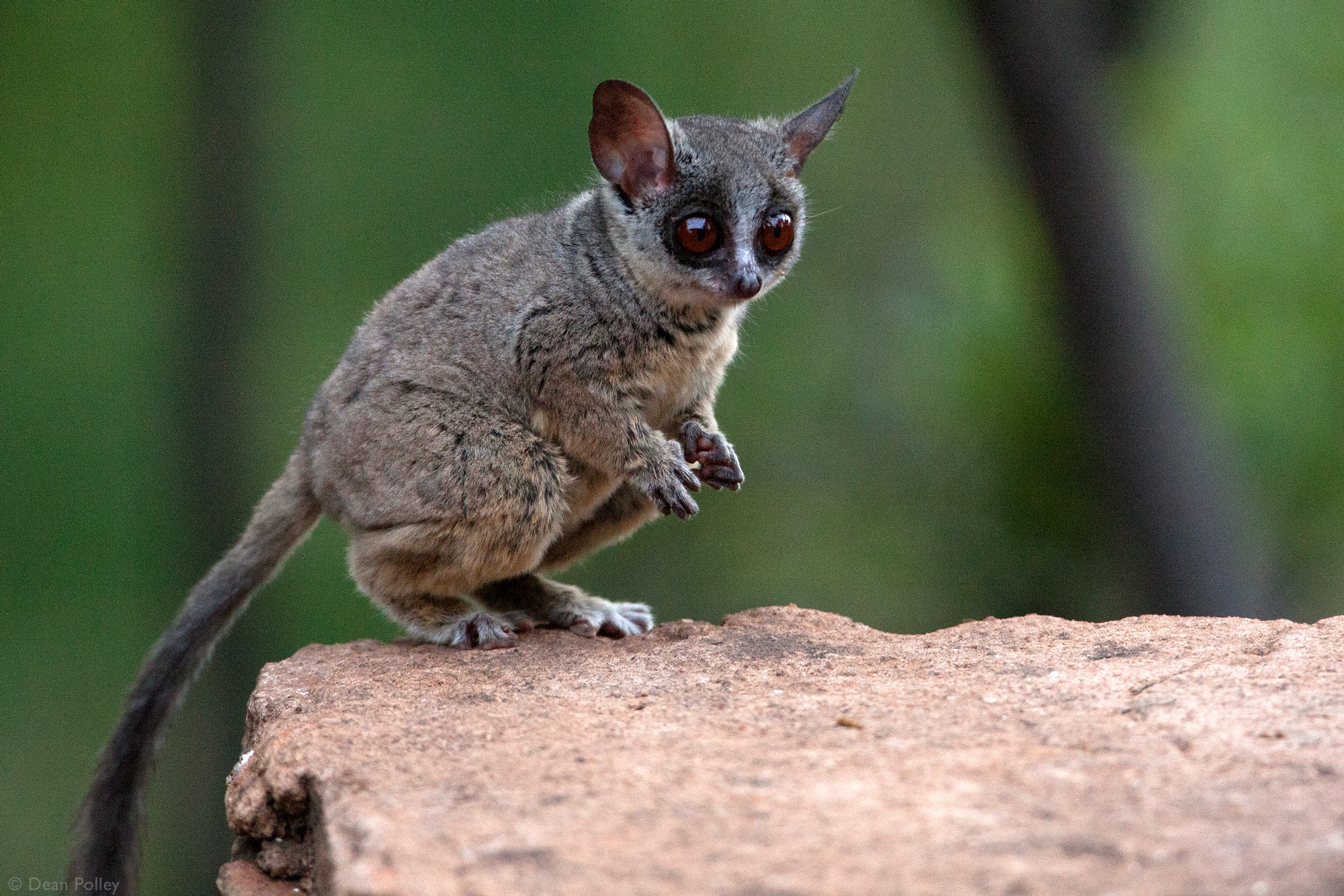 <p>galago (“lesser bushbaby”)</p>