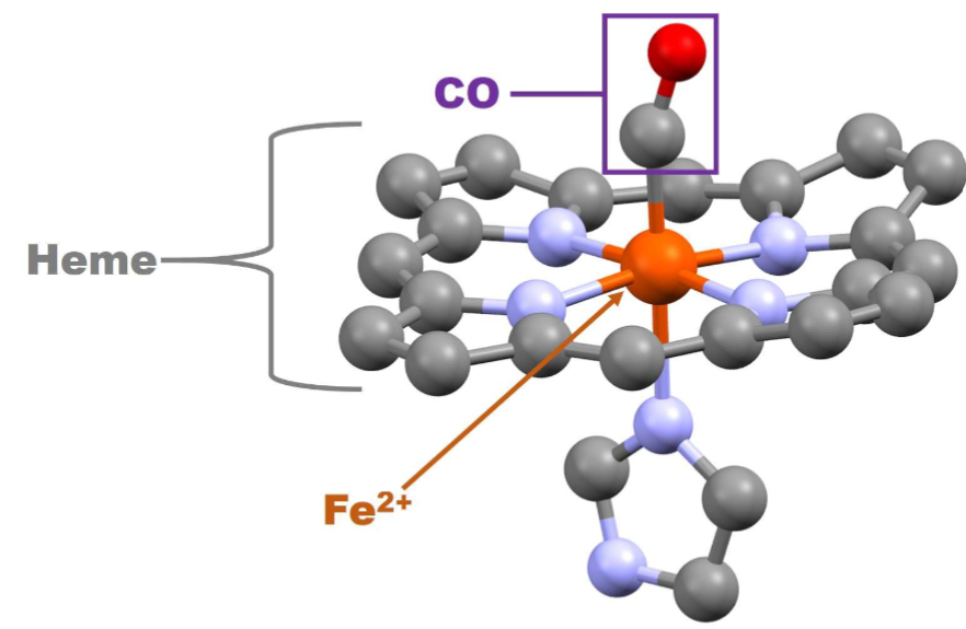 <ul><li><p><span style="color: rgb(0, 0, 0);"> Carbon monoxide (CO) is formed from incomplete combustion of organic compounds (e.g., present incigarettes smoke, Hookah smoke, &amp; car exhaust)</span></p></li><li><p><span style="color: rgb(0, 0, 0);">II. Reversibly binds to ferrous iron in Hb &amp; Mb with 200x greater affinity than O2 </span></p><ul><li><p><span style="color: rgb(0, 0, 0);">A. Competitively antagonizes O2 binding</span></p></li><li><p><span style="color: rgb(0, 0, 0);">B. Produces carboxyhemoglobin, which is</span><span style="color: rgb(0, 0, 0);"><br></span><span style="color: rgb(0, 0, 0);">incapable of carrying O2</span></p></li></ul></li><li><p><span>Once Bound its really hard to break off</span></p></li></ul><p></p>