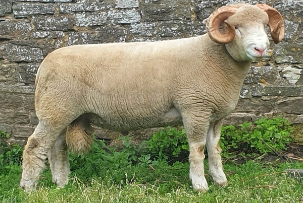 <p>English, white face, meat breed known for out of season breeding</p>