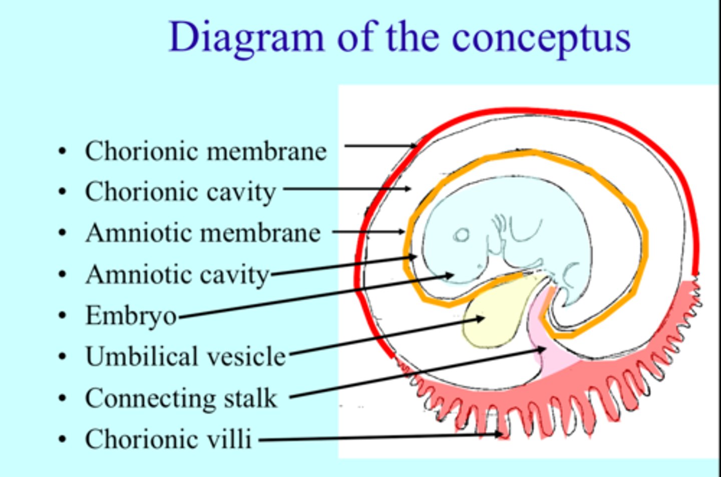 <p>Conceptus.</p>