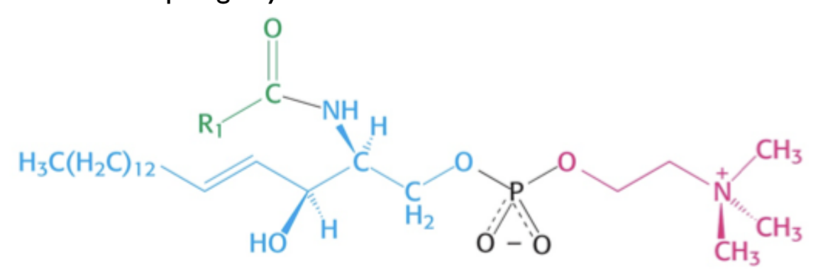 \
A sphingomyelin is structurally the same as a phosphoglyceride, except the glycerol backbone is replaced as the amino alcohol sphingosine