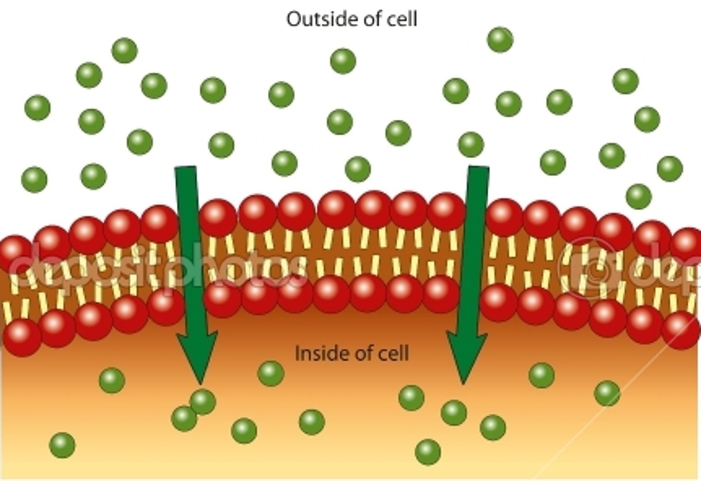 <p>Movement across the cell membrane that does not require energy from the cell and moves with the concentration gradient.</p>