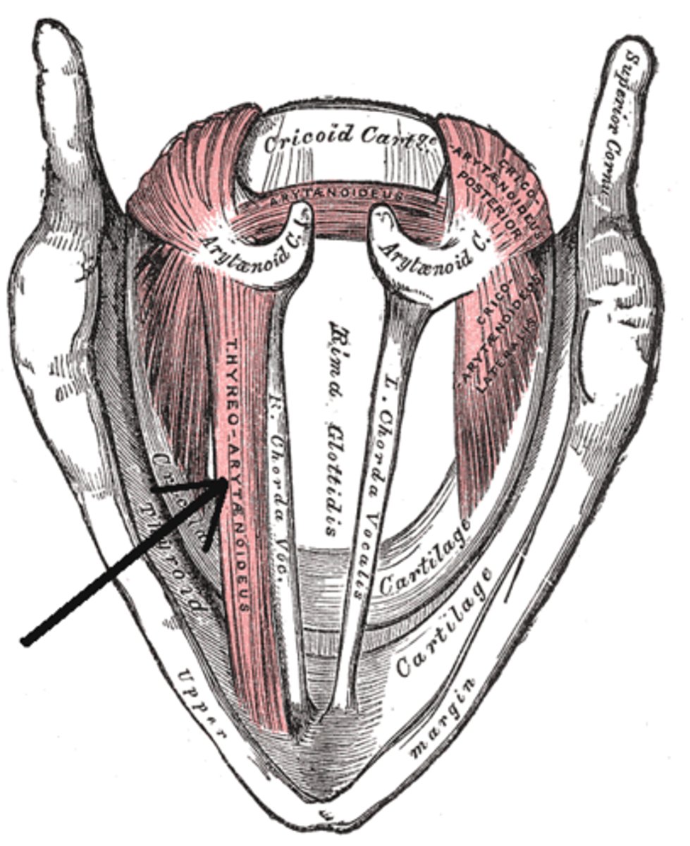 <p>Thyroarytenoid muscle and vocalis (Sometimes all considered to be thyroarytenoids)</p>