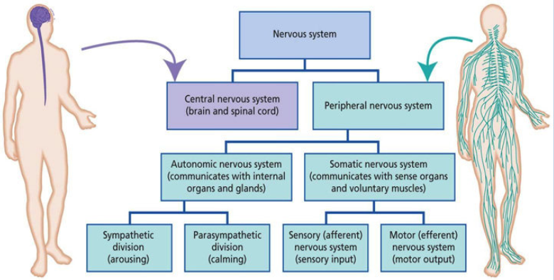<p>Diagram answers: </p><p>Nervous System: </p><ol><li><p><strong>Central </strong>Nervous System </p></li><li><p><strong>Peripheral </strong>Nervous System </p><ul><li><p><strong>Autonomic </strong>(communicates with internal organs - involuntary) </p><ul><li><p><strong>Sympathetic </strong>(emergency response) </p></li><li><p><strong>Parasympathetic </strong>(calming response) </p></li></ul></li><li><p><strong>Somatic </strong>(communicates with voluntary muscles - voluntary) </p><ul><li><p><strong>Efferent </strong>(motor) - signals to body (skeletal muscles)</p></li><li><p><strong>Afferent </strong>(sensory) - signals to brain (central nervous sys.) </p></li></ul></li></ul></li></ol>
