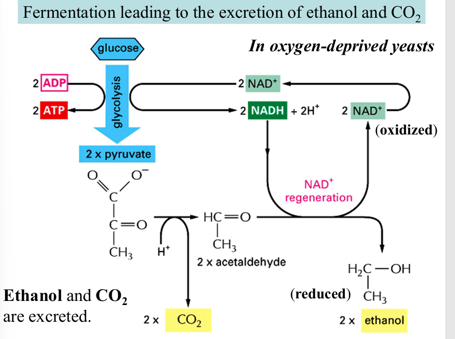 <p><strong>pyruvate (3c)</strong> —→ hydrolysis, co2 produced —→ <strong>acetaldehyde (2c) </strong>—→ reduction, NADH to NAD<sup>+</sup> —→<strong> ethanol (2c)</strong></p>