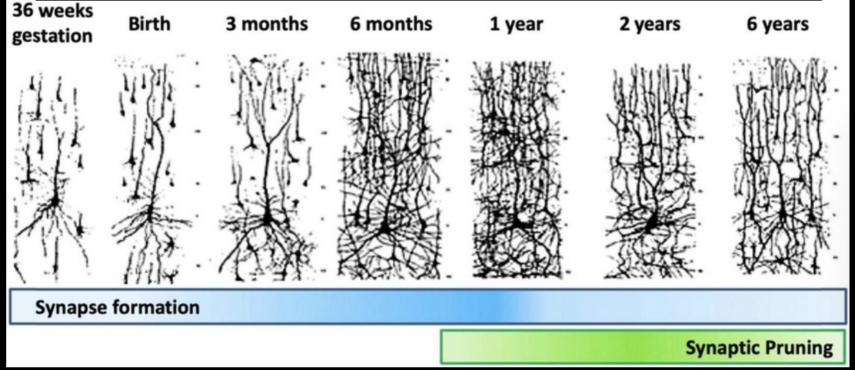 <p>Neurons constantly grow and lose branches to dendrites and axons </p><ul><li><p>this growth is related to new experiences and learning </p></li></ul><p></p>