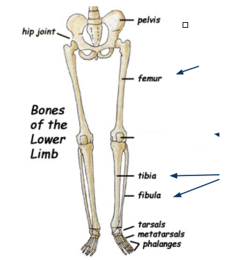 <p>What bone is this?</p>
