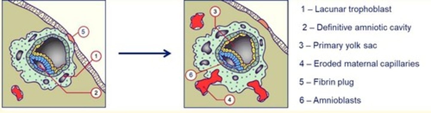 <p>Day 9-10 post-fertilisation</p><p>Implantation continues with the formation of a fibrin plug.</p><p>The appearance of vacuoles in the synctiotrophoblasts join to form lacunae.</p><p>These lacunae soon reach capillaries of maternal tissue and become filled with blood, allowing for the exchange of nutrients/gases.</p><p>Amnioblast cells separate from the epiblast and organise to form the amnion (a thin membrane that encloses the amniotic cavity).</p><p>Hypoblast cells proliferate to form the primary yolk sac.</p>
