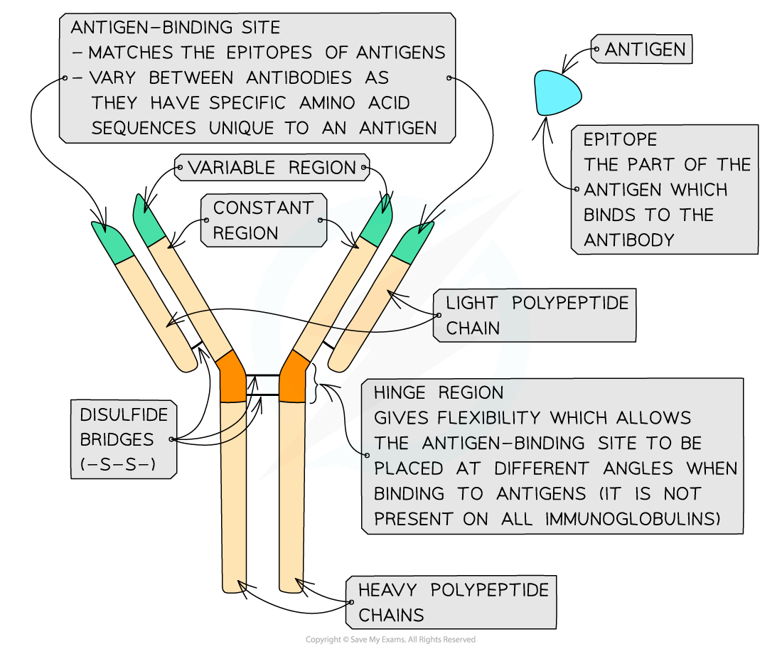 <p>Amino acid sequences in the <strong>variable region </strong>are different for very antibody</p><p>The variable region is where an antibody binds to the antigen</p><p>AT the end of the variable region is the antigen binding site</p><p>There are 5 classes of mammalian antibodies each class with a different constant region and different roles</p><p></p>