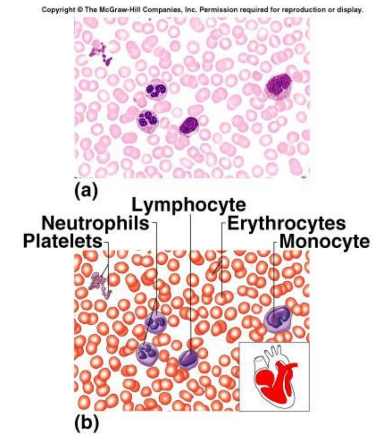 <ul><li><p>Red Blood cells and White Blood cells</p></li><li><p>Location; Blood vessels</p></li></ul><p></p>
