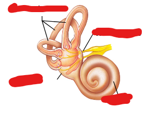 <p>Label the following image from top to bottom…</p>