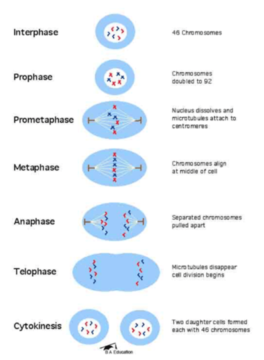 <p>Cytokinesis</p>