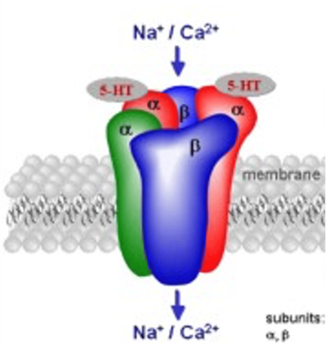 <p>- Mediates fast serotonin transmission<br>- Activity causes depolarization<br>- Primarily causes Na+/Ca2+ influx<br>- The only ligand gated ion channel in the serotonin receptor family</p>