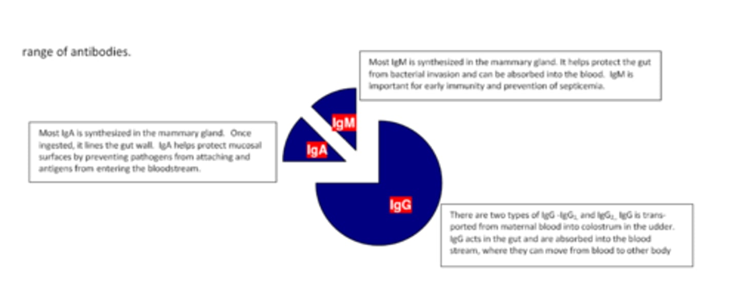 <p>why does colostrum matter</p>
